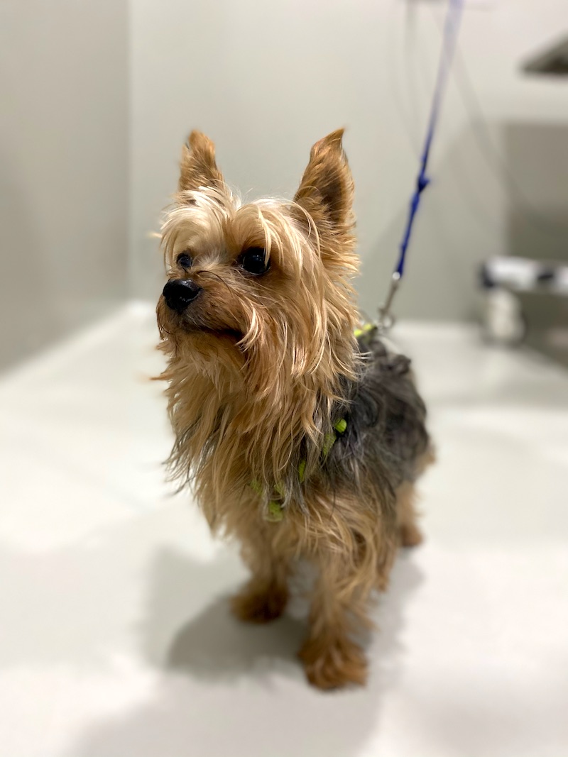 Laceraciones Palpebrales perro - Caso Chispas