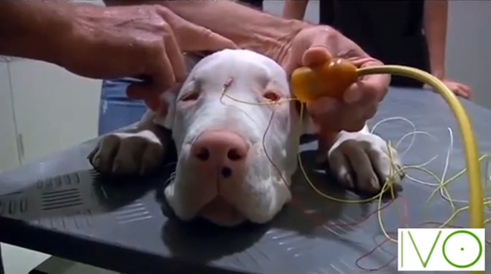 Electroretinograma para comprobar el grado de visión