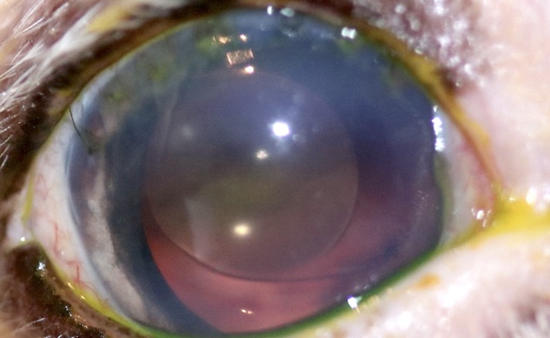 Lente suturada en sulcus en un perro operado de luxación de cristalino