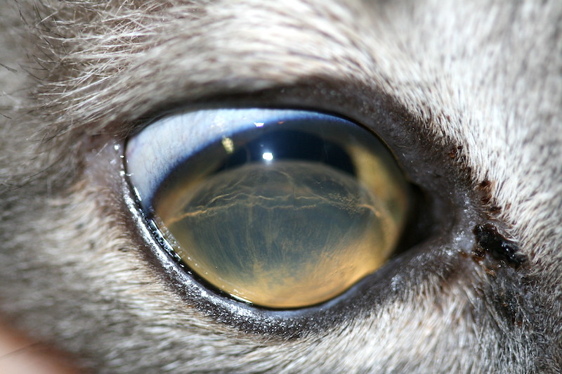 Luxación anterior en un gato