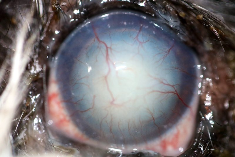 Luxación anterior que provoca queratitis en un perro