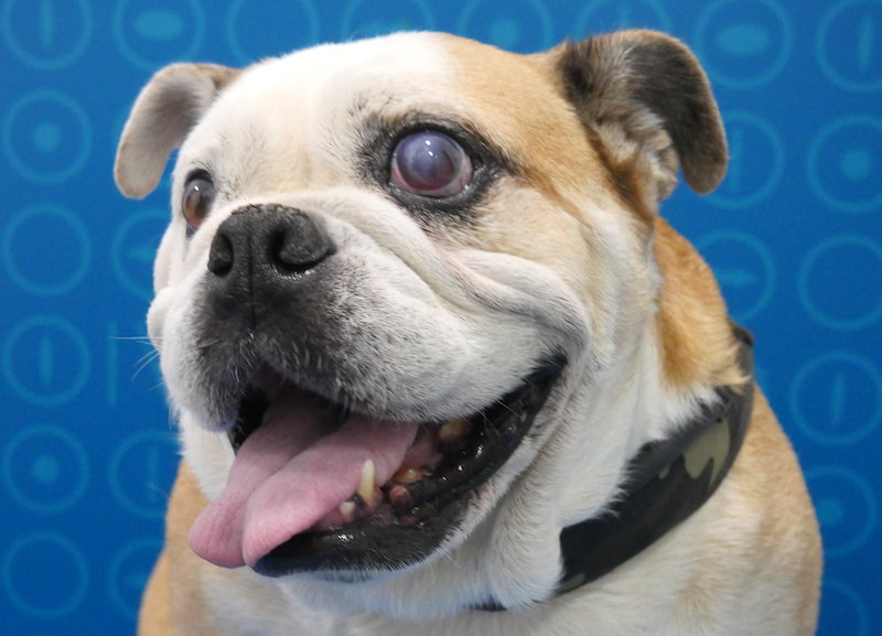 luxacion-cristalino-glaucoma-perro