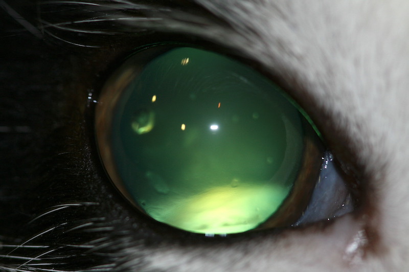 Luxación posterior en un gato