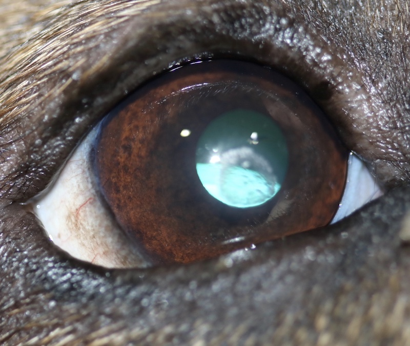 Luxación posterior del cristalino en un perro