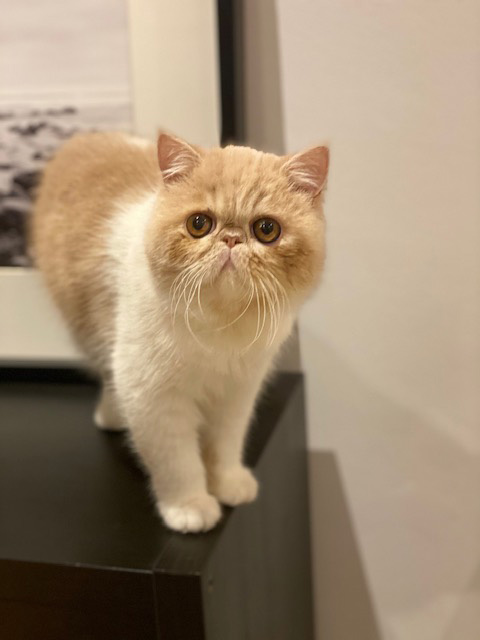 Felino con ulcera dendritica post tratamiento - Caso Maui