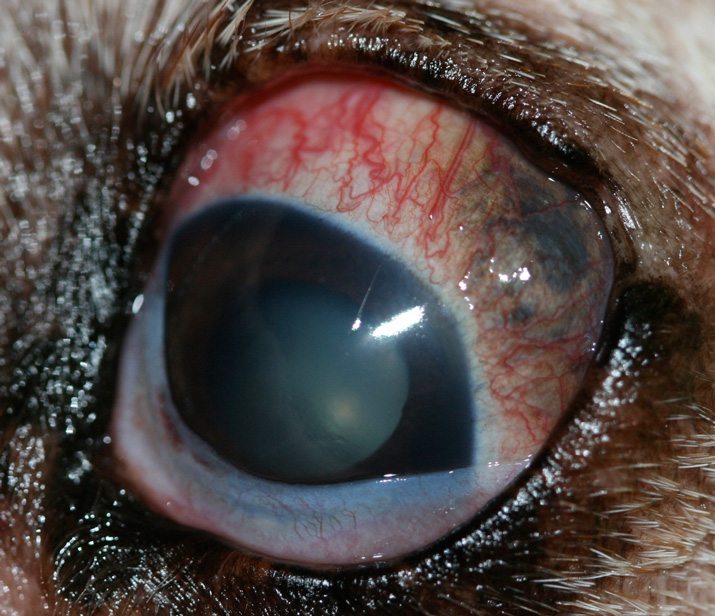 Melanoma o tumor ocular uveal en perro
