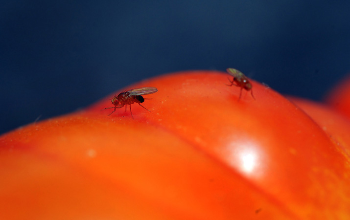 mosca-fruta-thelazia-by-furtwangl