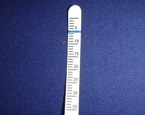 Objeto en el interior del ojo de un perro