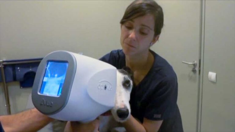 Veterinaria sujeta a un galgo durante la realización de una prueba OCT ocular con un escáner de diagnóstico no invasivo.