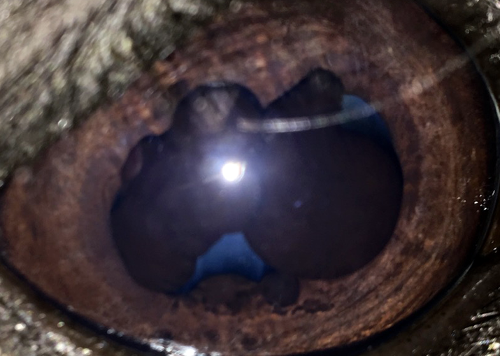 ojo-caballo-quiste-iris