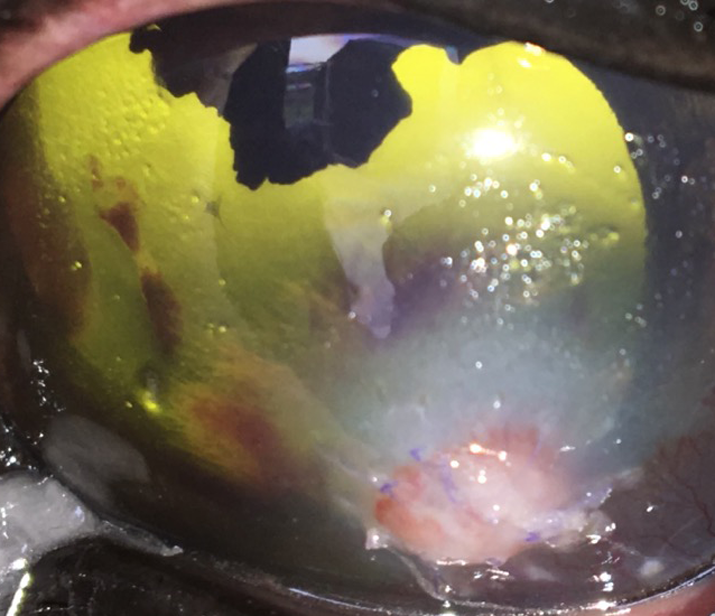 ojo-caballo-transplante-cornea