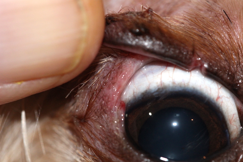 Ojo canino con laceración palpebral o herida en el párpado. Caso Chispas