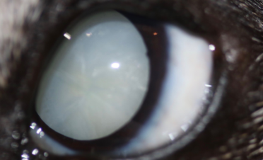 Ojo de perro con catarata