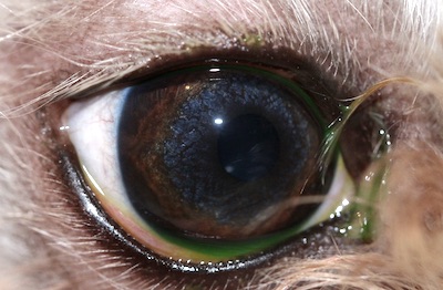 OD de Bichon Maltés con conjuntivitis folicular tratado en el IVO - Happy