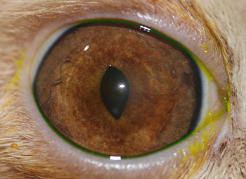 Ojo felino con ulcera dendritica post tratamiento - Caso Maui