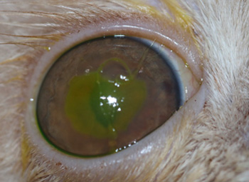 Ojo felino con ulcera dendritica - Caso Maui