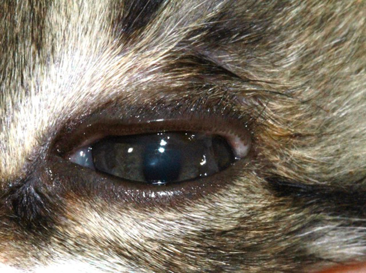 Ojo gato con entropion y secuestro corneal