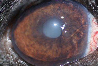 Ojo canino con glaucoma