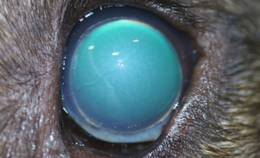 Caso de luxacion cristalino en perro - Rio