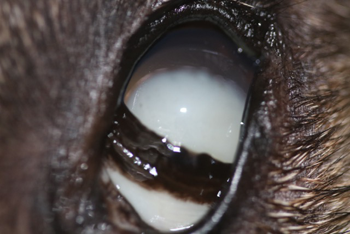 Luxación de cristalino en un perro