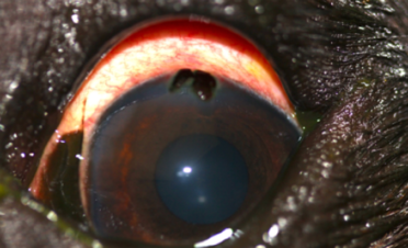 Ojo rojo en un perro por objeto o cuerpo extraño en la córnea