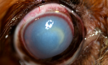 Ojo rojo en un perro por reacción alérgica a la procesionaria del pino