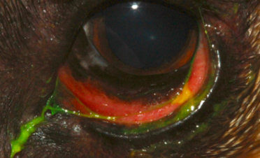 Ojo rojo en un perro por conjuntivitis
