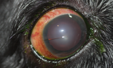 Ojo rojo en un perro por glaucoma