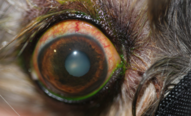 Ojo rojo en un perro por sequedad ocular