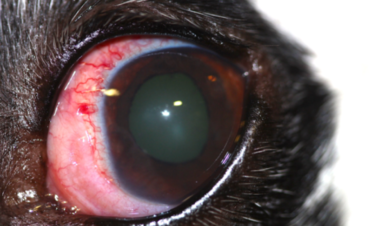 Ojo rojo en un perro por uveítis