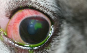 Ojo rojo en un perro por úlcera corneal