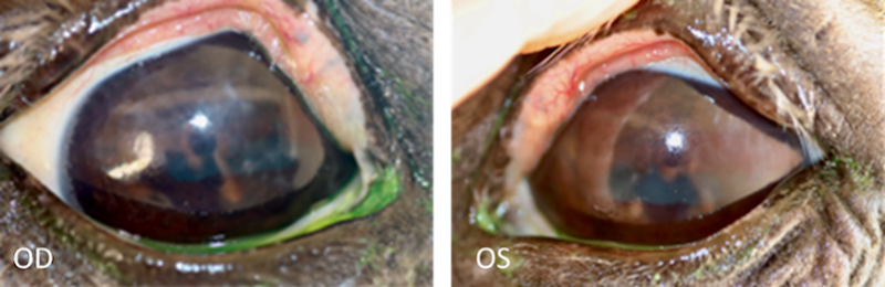 Caballo con problemas de superficie ocular - 2a visita - Caso Balder