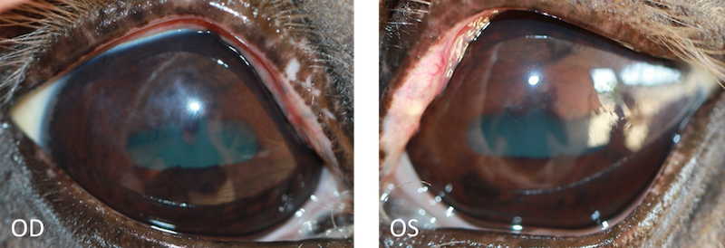Ojo seco en caballo - Tratamiento 2 semanas - Caso Balder