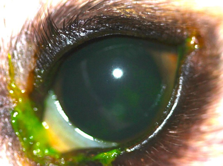 Caso de cirugía de ojo seco en perro