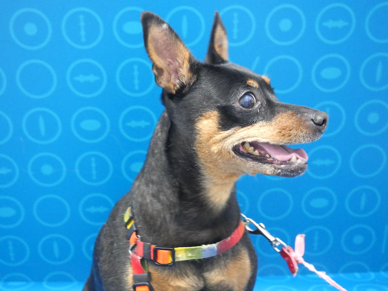 Perro con síndrome de ojo seco operado de úlcera corneal infectada