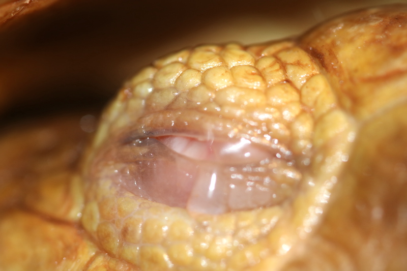 Ojo derecho cerrado - Caso tortuga Cleopatra