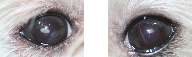 Ojos perro distrofia lipidica corneal - Caso Apolo