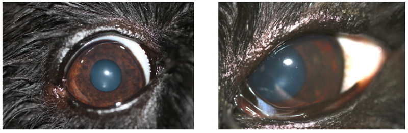 Perro con orzuelos en ambos ojos, a los 20 días de tratamiento (Caso Ada)