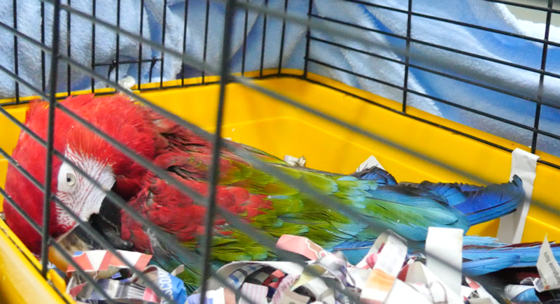 Revisión de cirugía de cataratas en un pájaro