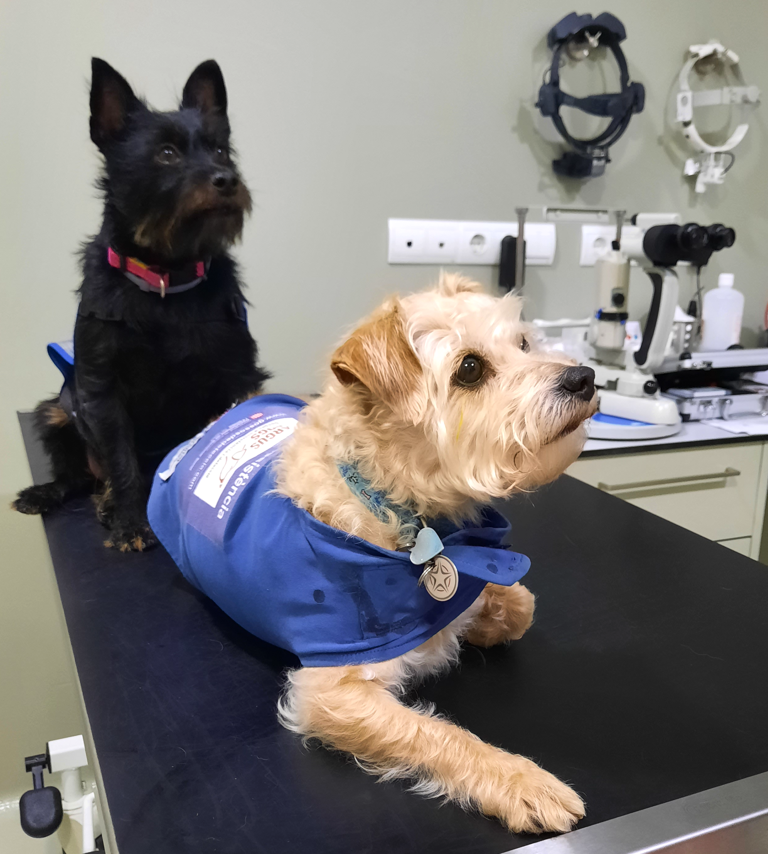 perro-asistencia-alarma-diabetes