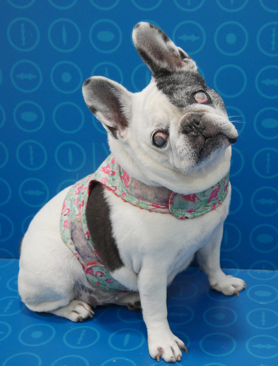 Taca, una bulldog francés ciega