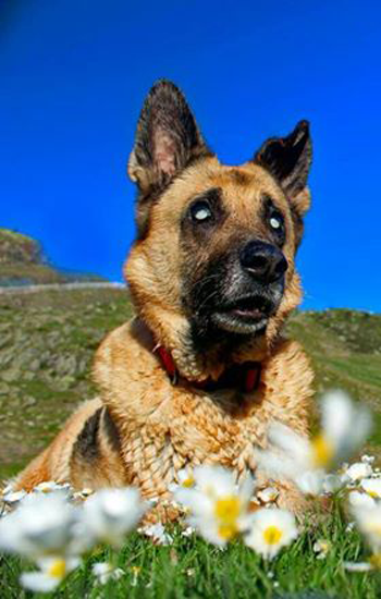 Kyla, un perro pastor alemán sin posibilidad de recuperar visión