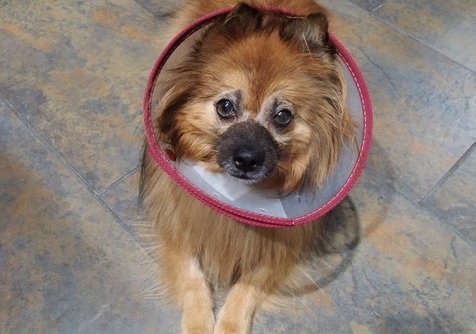 Fox tras su cirugía de vitrectomía