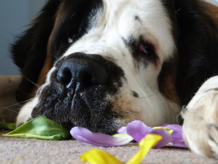 Perros y alergia primaveral