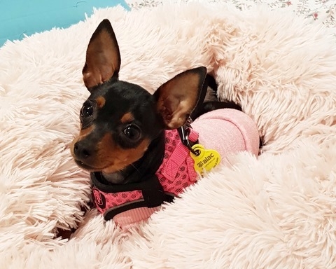 Perro ratón de Praga operado de perforación corneal en IVO. Caso Phoebe