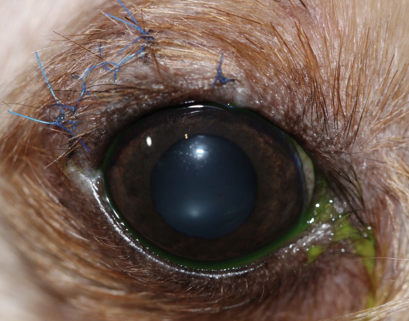 Postcirugía de laceración palpebral en perro