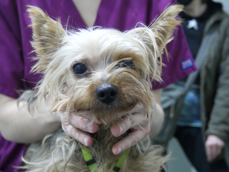 Postcirugía de laceración palpebral en perro. Caso Chispas