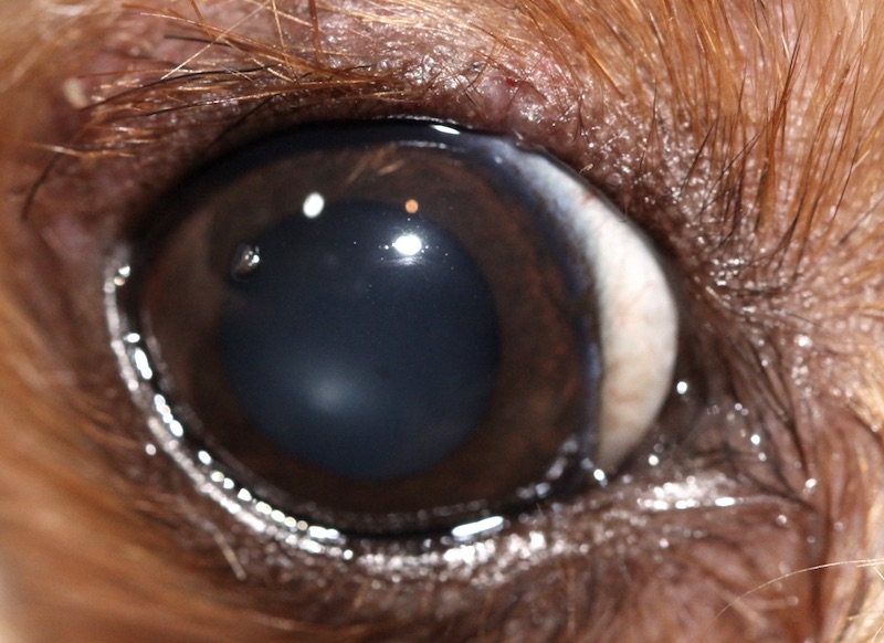 Ojo de perro tras la retirada de los puntos de cirugía por laceraciones palpebrales. Caso Chispas