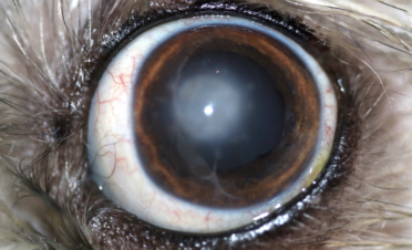 Post cirugía de trasplante de córnea en perro