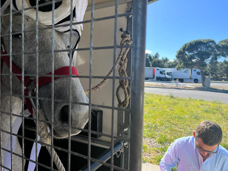 Massai, caballo operado de úlcera corneal
